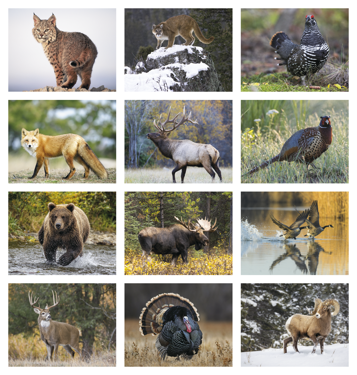 Wildlife Portraits Calendars